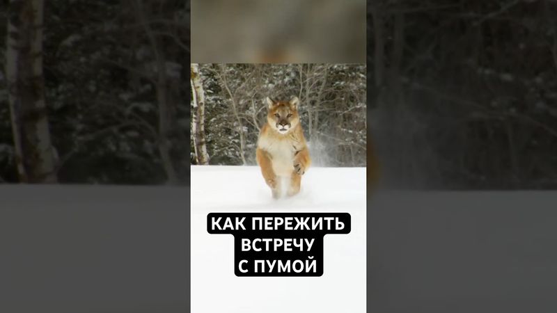 Что Делать, Если На Тебя Идёт Пума