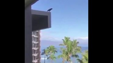 Cuervo salta de un edificio (Piano Man)