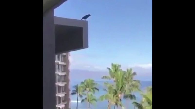 Cuervo salta de un edificio (Piano Man)