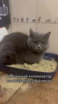 #британскаяколонизация #ЭлеонораАндреевна #Великобритания #BritishCat...