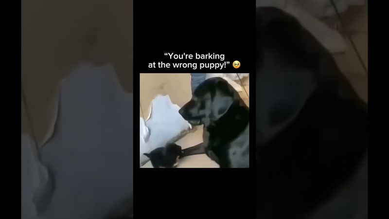 Stay inspired – subscribe for new content! 🔥#animals  #cute #doglover