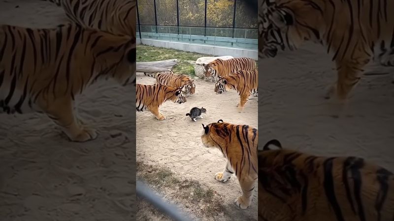 "Who’s the real beast here — the tiger or the kitten? 👇🐯🐱" #cat #kitten #tiger #shorts #funny