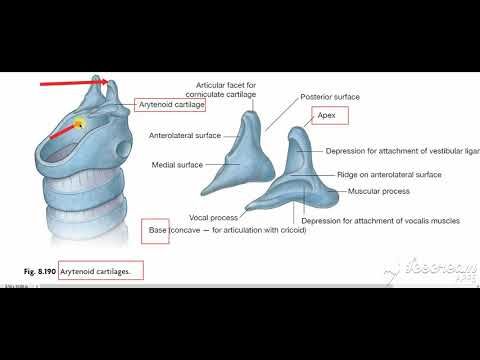 Laryngeal cartilages 3