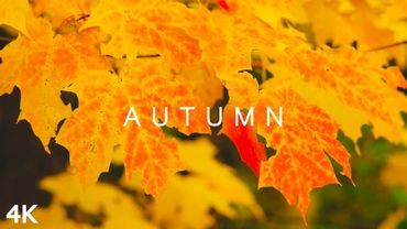 AUTUMN in 4K | 2 Hours | Foliage Fall Leaves Nature Seasons Travel Relaxing Ambient Music Ultra HD