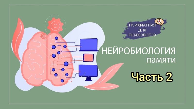 Нейробиология памяти. Кратковременная память. Часть 2