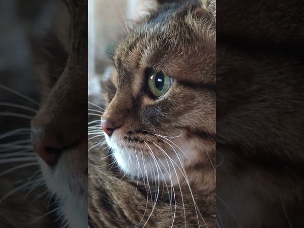 Жизнь пополам 🙀🤔😼🤣 #cat #кот #юмор #котушка #приколы #цитаты #смех