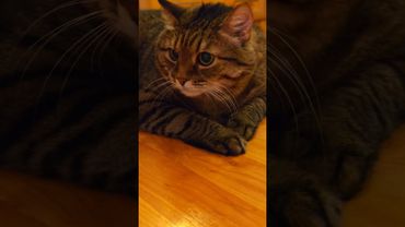 Лежать на полу 😉😻🤗🤣#cat #кот #юмор #котушка #приколы #цитаты