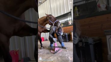 Work with horses🤣🤣#funnyanimal #fyp #horse #farmlife