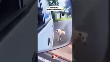 dasar anjing❗kencing Sembarangan🤣#shortsvideo #ketawa #ngakak #aldyteboe