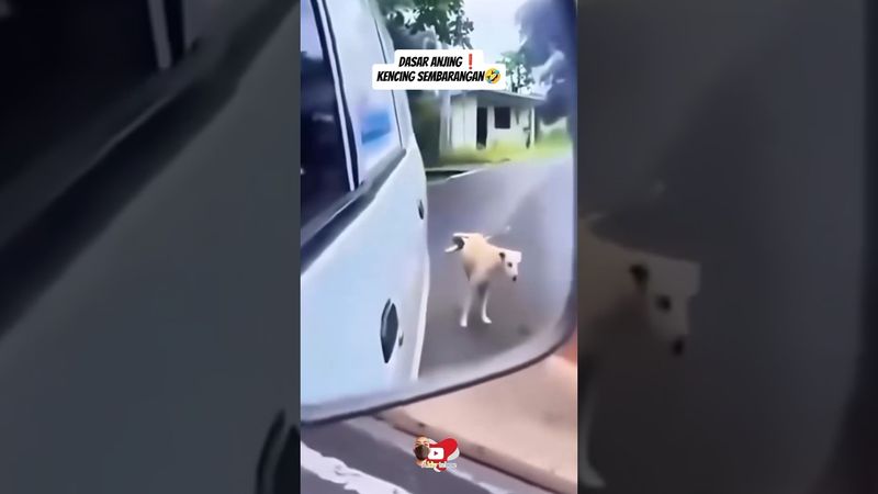 dasar anjing❗kencing Sembarangan🤣#shortsvideo #ketawa #ngakak #aldyteboe