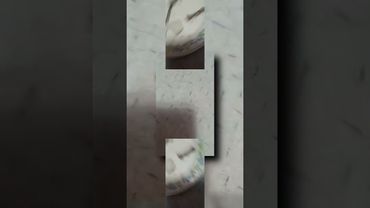 запрос от @ytpmvscans3136: PLPMV Trying onigini part 1 Scan [AM]