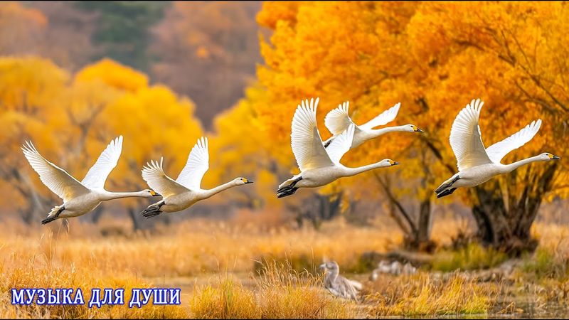 ТАКОЙ МУЗЫКИ ТЫ ЕЩЕ НЕ СЛЫШАЛ! СРОЧНО ИЩИТЕ НАУШНИКИ! ФАНТАСТИЧЕСКИ КРАСИВЫЕ И ЛУЧШИЕ ТРЕКИ ДЛЯ ДУШИ