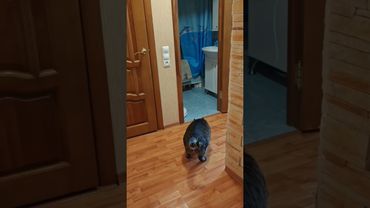 Беги"Форест"беги🙀😁🫨🤣 #cat #кот #юмор #котушка #приколы #прикольныекоты