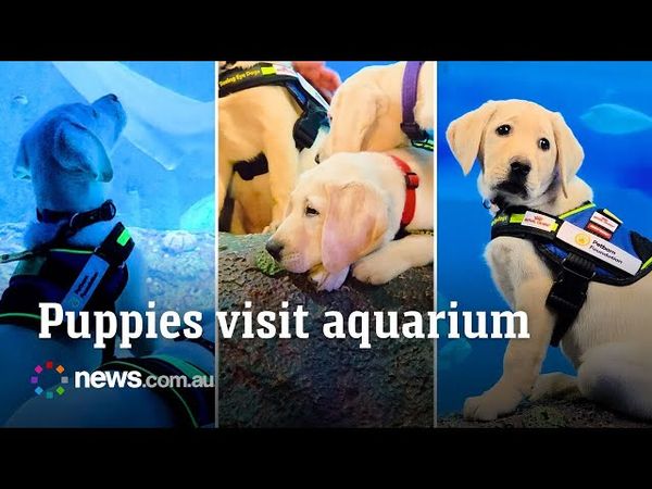 Puppies dive into training with marine life at Sydney Aquarium
