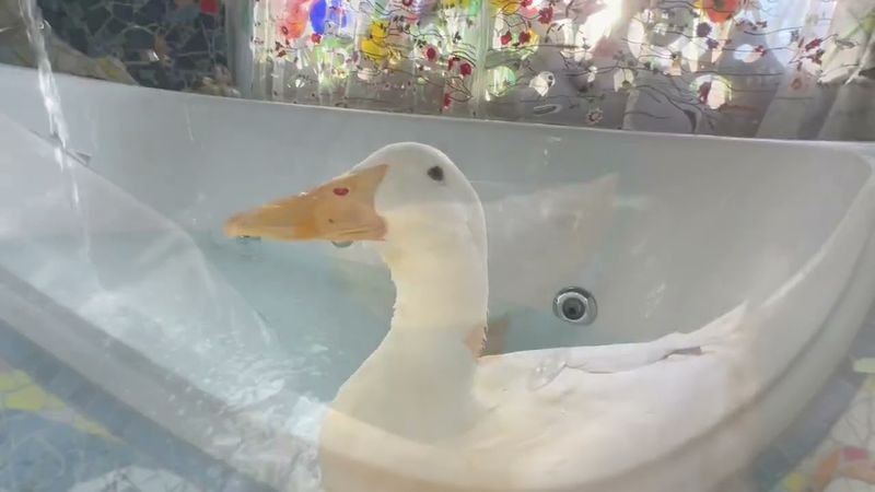 I took my duck to Luna Parc 🎨