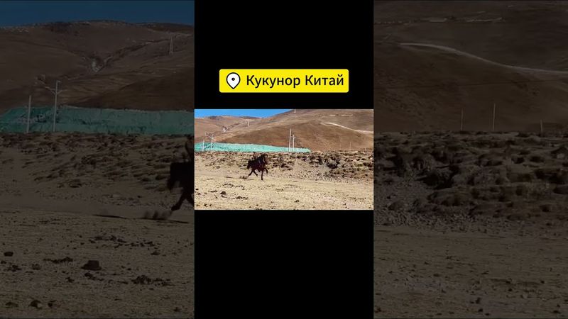 Сверхзвуковой конь 😂 Хошуты Ойраты - Монголы Тибет Кукунор Цинхай Китай