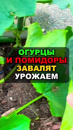 Самая эффективная подкормка для помидоров и огурцов #огурцы #помидоры...