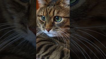 Не включаю 🚘🙀😉🤣 #cat #кот #юмор #котушка #прикол #цитаты