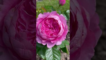 Роза «Шанталь Мерье» одна из моих любимиц 🥀 Каталог rozi-yulii.ru🥀 #саженцы #розы #цветы