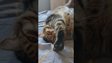 Её заслуга 🙀💃😉🤣 #cat #кот #юмор #котушка #приколы #цитаты