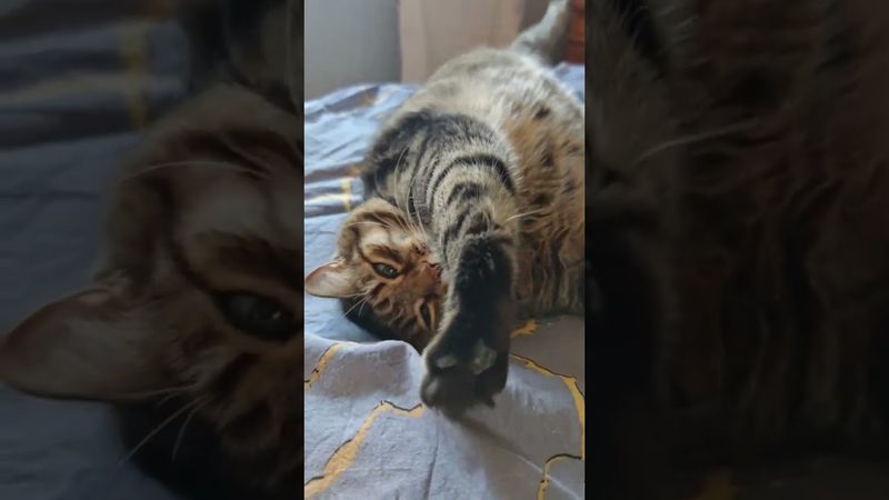 Её заслуга 🙀💃😉🤣 #cat #кот #юмор #котушка #приколы #цитаты