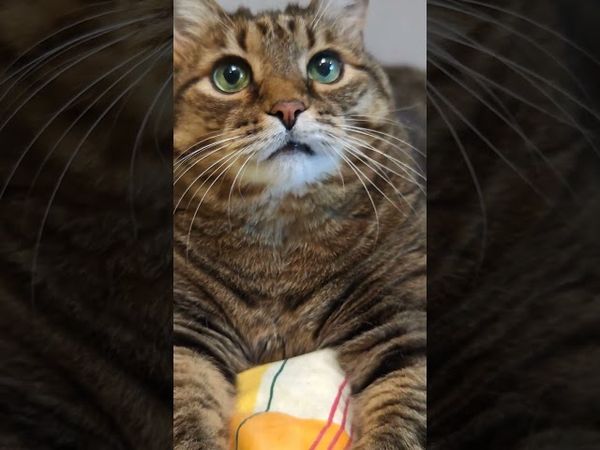 Хороший удар🙀😆🤔🤣#cat #кот #юмор #котушка #приколы #цитаты