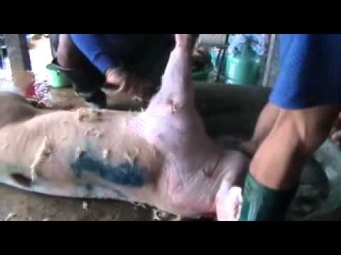 กว่าจะได้กินเนื้อหมู01.avi