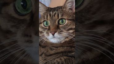 Чем занят? 🙀🤔🤗🤣 #cat #кот #юмор #котушка #приколы #цитаты