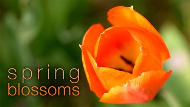 4K Macro Spring Flowers in Slowmotion | Nature Relaxation Ambient Film