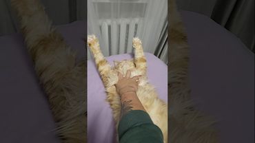 Нельзя просто взять и пройти мимо кота 😍