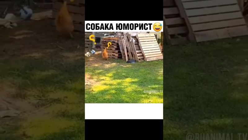 собакен точно был человеком!