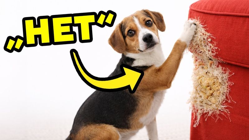 Вот Как Сказать Собаке "НЕТ" так, Что бы Она Поняла