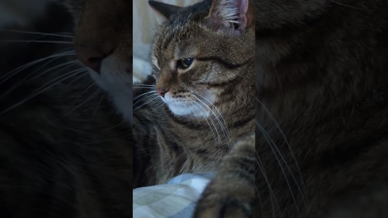 Мужское чувство 🙀🤔😉🤣 #cat #кот #юмор #котушка #приколы