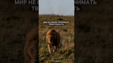 #Мотивация #Цитаты #Философия #Львы #Мудрость #МудрыеМысли #Motivation #Lions