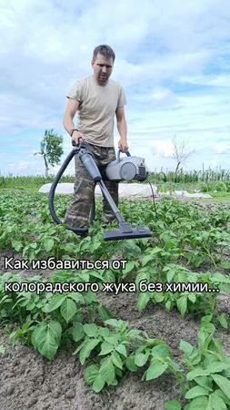 Рекомендации как избавиться от колорадского жука. #картошка #колорадс...
