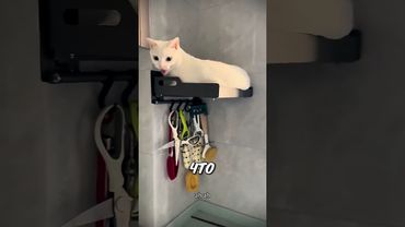 Этот кот никогда не встречает хозяйку у двери 🐱