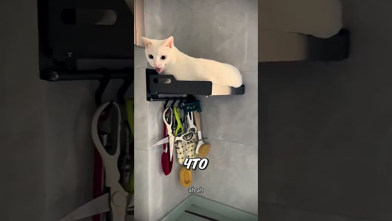 Этот кот никогда не встречает хозяйку у двери 🐱