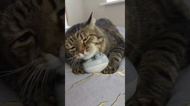 Тунц-тунц-тунц 🥁🪘🥁😻 #cat #кот #юмор #drums #music #remix #приколы #котушка #funny