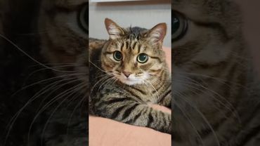 На Мальдивы ✈️⛱️🌴🤔🤣 #cat #кот #юмор #котушка #приколы #цитаты #смех