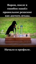 Мышление как у человека. #птицы #ворон #врек
