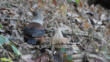 Chestnut Thrush a rare and shy Himalayan forest bird: See it root around in oak leaf forest litter