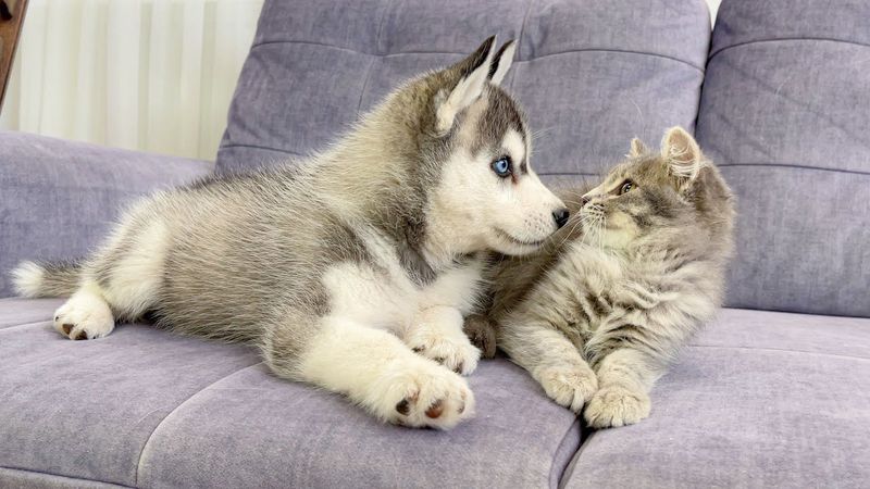 Husky Puppy Reacts To Meeting Kitten For The First Time! [CUTEST VIDEO EVER]