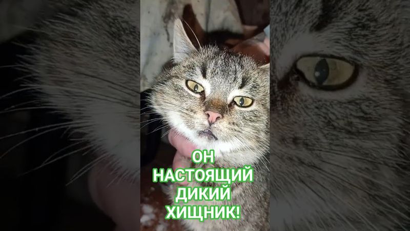 ОСОБЕННАЯ ШЕРСТЬ - ЛЕСНОГО КОТА! 🐾 #животные #интересныефакты