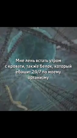 Работает за всех #шагающийбелок #мем #fyp 