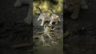 Kittens Shocked After Meeting a Giant Frog by the Water