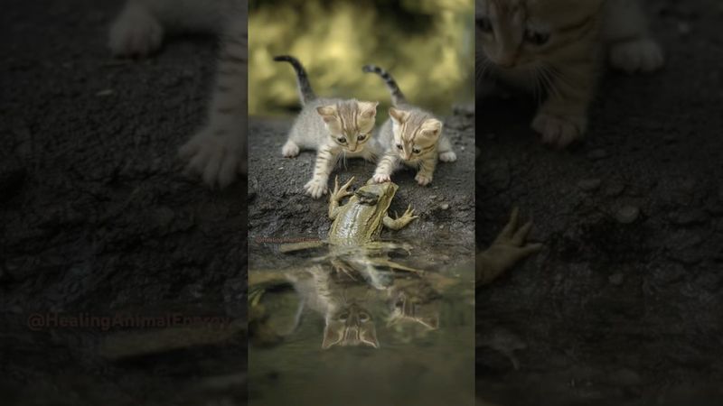 Kittens Shocked After Meeting a Giant Frog by the Water