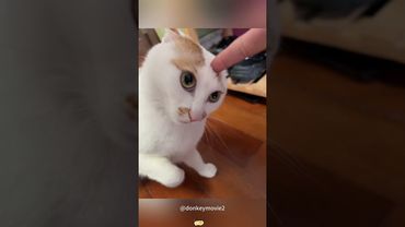 Cats dislike human behavior😂 #funnycat #funny #catsoftiktok #cute #tiktok #cat #tiktok #catfunny
