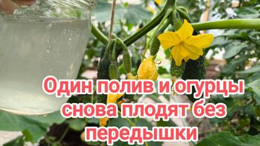 ЗА 1 НОЧЬ: огурцы росли вяло, пока я не налил это в лейку — старый дачный трюк снова в моде.