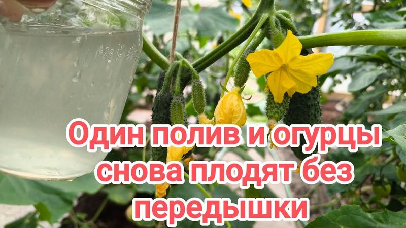ЗА 1 НОЧЬ: огурцы росли вяло, пока я не налил это в лейку — старый дачный трюк снова в моде.
