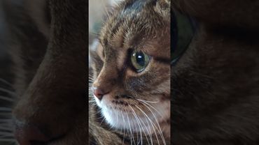 Одно начало 🙀🤔😉🤣 #cat #кот #юмор #котушка #цитаты #шутки #приколы